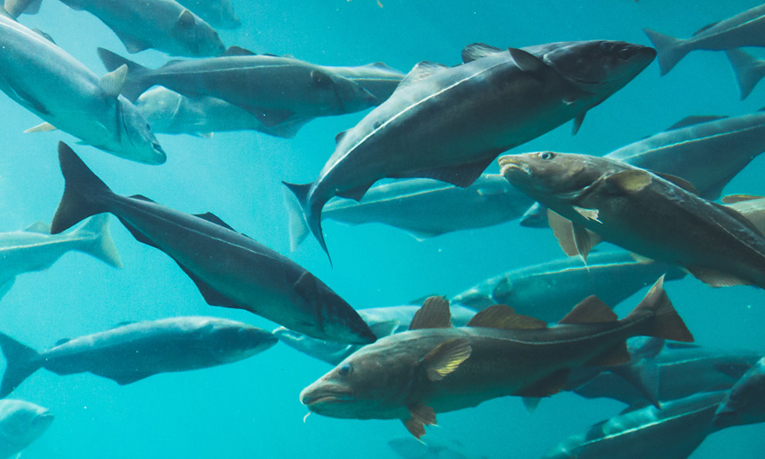 School of fish