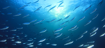 DNV Rules: Offshore fish farming units and installations