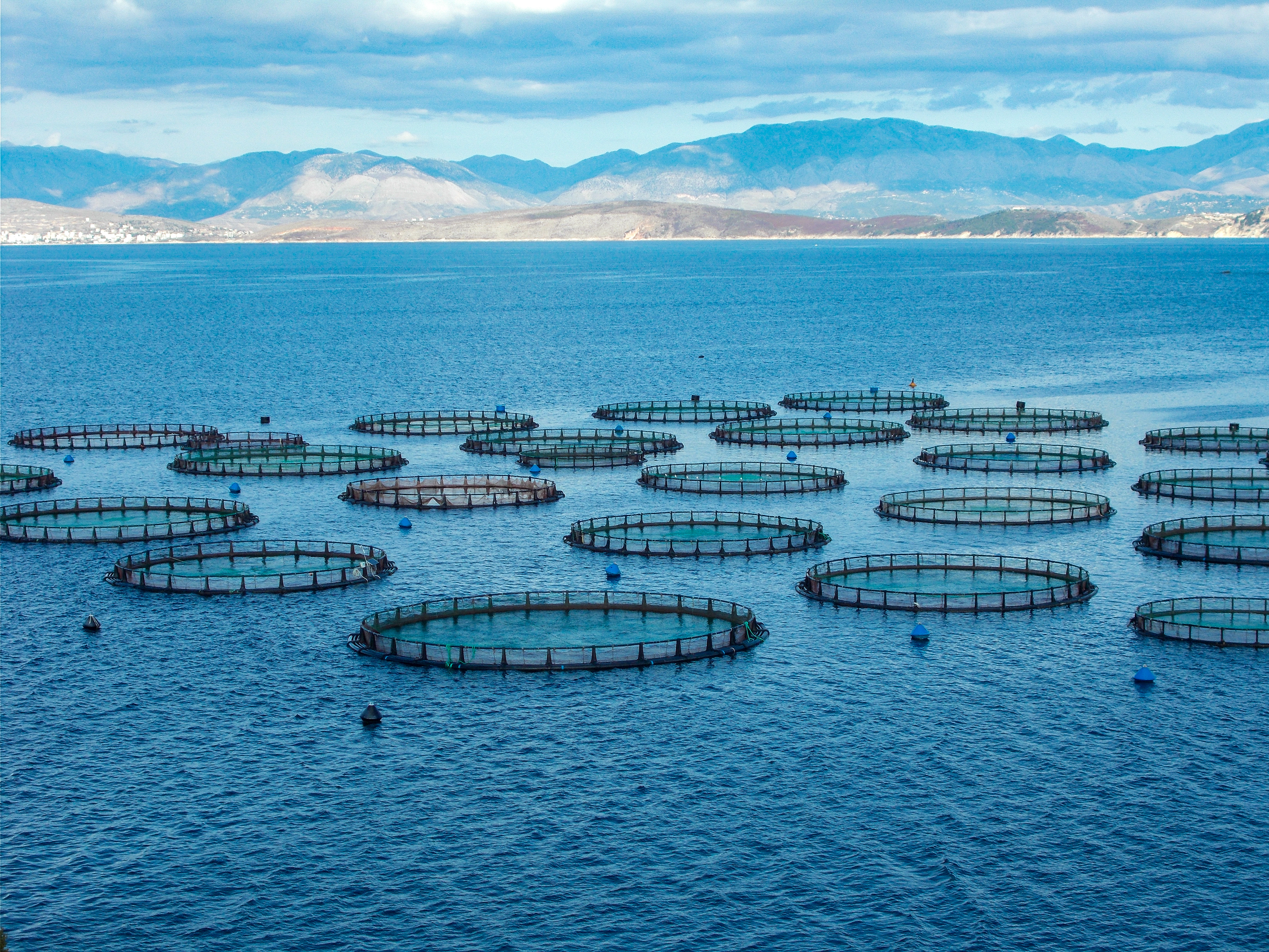 Offshore aquaculture fish farms with circular nets floating in the sea, illustrating the importance of temperature forecasting for healthy and sustainable fish production
