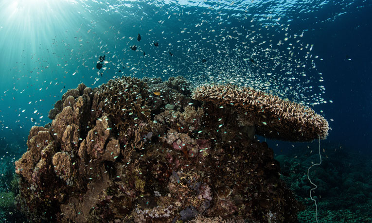 Ocean Stewardship