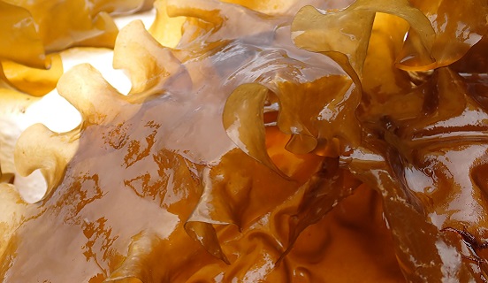 Sugar kelp
